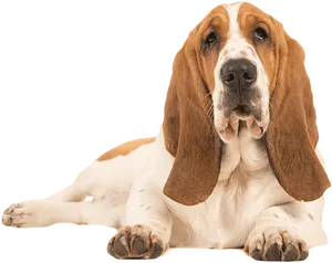 Loyal Basset Hound Resting PNG
