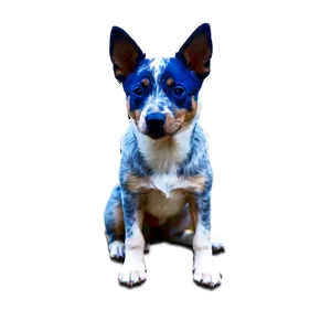 Loyal Blue Heeler Companion Png 06282024 PNG image