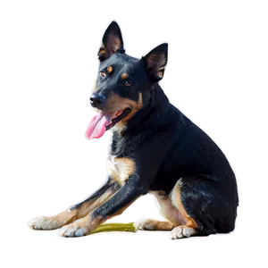 Loyal Blue Heeler Companion Png Ghf PNG image