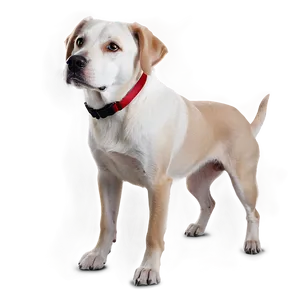 Loyal Dog PNG 22