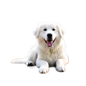 Loyal Great Pyrenees Companion PNG 97 PNG