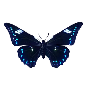 Luminous Black Butterfly PNG Tck