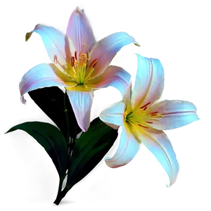 Luminous Lilies Night Scene PNG Sbr PNG