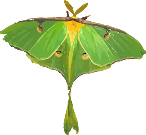 Luna Moth Illustration PNG image