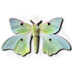 Luna Moth PNG Sfv