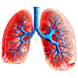 Lung Structure Illustration Png 06112024 PNG image