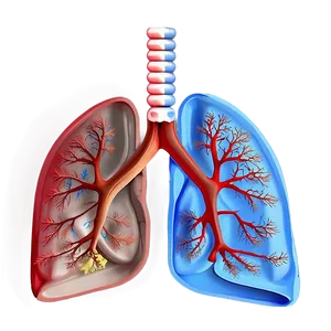 Lungs Anatomy Labelled Png 05232024 PNG image