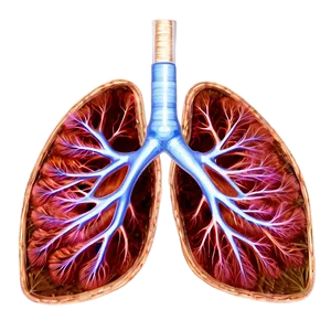 Lungs Anatomy Labelled Png 59 PNG image
