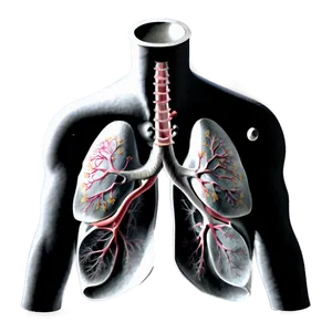 Lungs Anatomy Labelled Png Oni PNG image