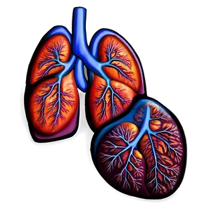 Lungs And Heart Connection Png 05232024 PNG image