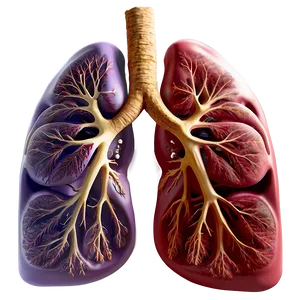 Lungs And Life Quality Png Lbw59 PNG image