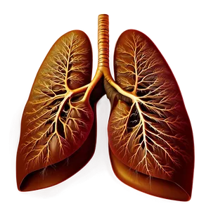 Lungs And Life Quality Png Mba PNG image