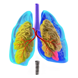 Lungs And Life Quality Png Pyu92 PNG image