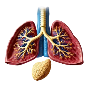 Lungs And Pleura Anatomy Png 05232024 PNG image