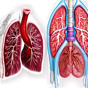 Lungs And Pleura Anatomy Png Jxb PNG image