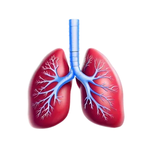 Lungs Breathing Animation Png 05232024 PNG image