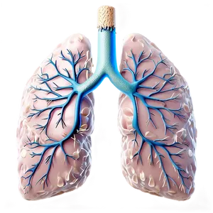 Lungs Breathing Animation Png 05232024 PNG image