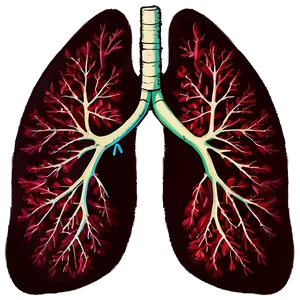 Lungs During Exercise Png Wkd20 PNG image