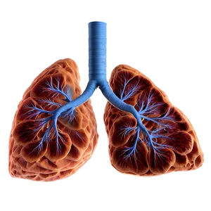 Lungs Environmental Impact Png 71 PNG image