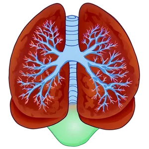 Lungs Fitness And Health Png 13 PNG image