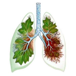 Lungs Healing Process Png 80 PNG image