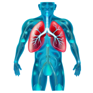 Lungs Healing Process Png Qac95 PNG image