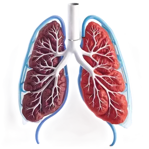 Lungs Healthcare Infographic Png 05232024 PNG image
