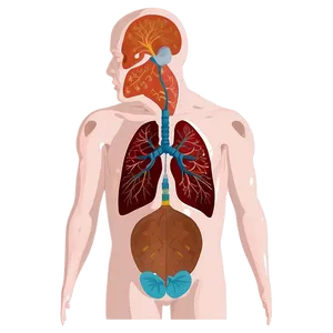 Lungs In Human Body Png Hcm PNG image