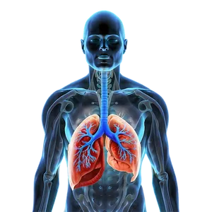 Lungs In Human Body Png Wco24 PNG image