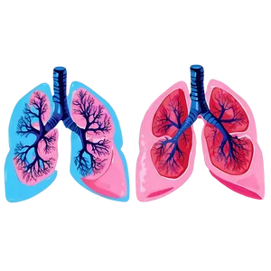 Lungs In Pink And Blue Png 05232024 PNG image