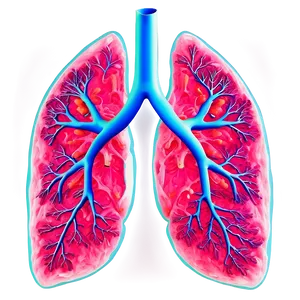 Lungs In Pink And Blue Png 05232024 PNG image