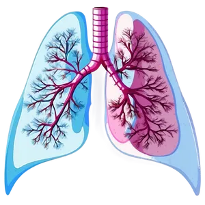 Lungs In Pink And Blue Png Rhl39 PNG image