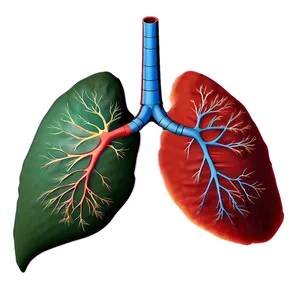 Lungs Respiratory System Png Iiw PNG image