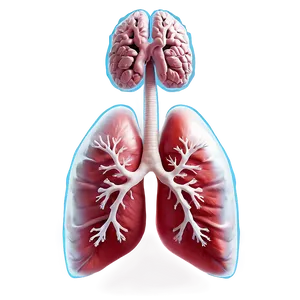 Lungs With Airflow Effect Png 05232024 PNG image