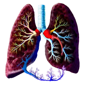 Lungs With Airflow Effect Png 2 PNG image