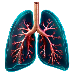 Lungs With Blood Vessels Png Hqa PNG image