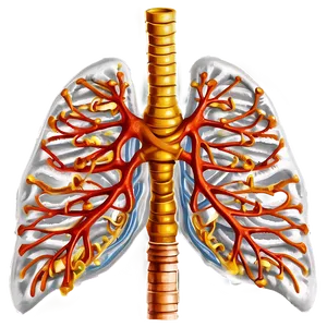 Lungs With Ribcage Outline Png 25 PNG image