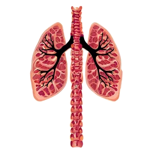 Lungs With Ribcage Outline Png 55 PNG image