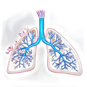 Lungs With Tree Roots Png Wlq75 PNG image