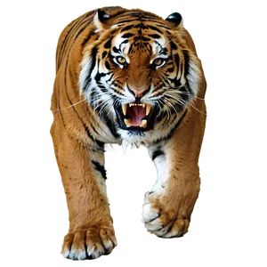 Lurking Predator Tiger PNG 60 PNG