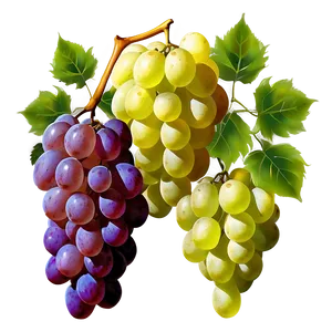 Luscious White Grape PNG Son