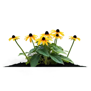 Lush Black Eyed Susan Landscape PNG Eww2 PNG