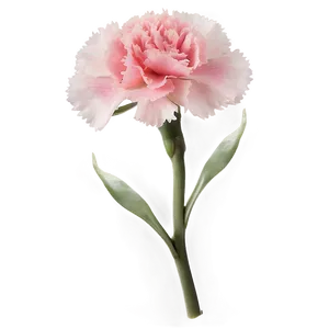 Lush Carnation PNG Grg84 PNG