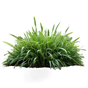 Lush Garden Grass Png 29 PNG image