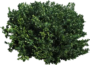 Lush Green Bush Black Background PNG image