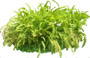 Lush Green Fern Cluster.jpg