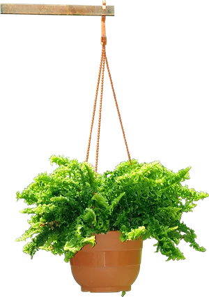 Lush Green Fern Hanging Planter PNG