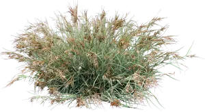 Lush Green Grass Clump PNG image