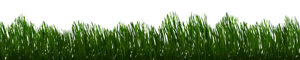 Lush Green Grass Edge PNG image