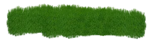 Lush Green Grass Texture Panorama PNG image